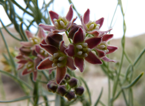 climbing milkweed