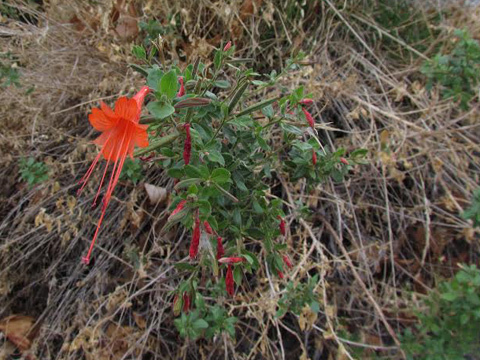 california fuchsia by marcy yates