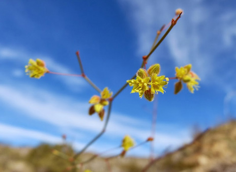 desert trumpet melgert