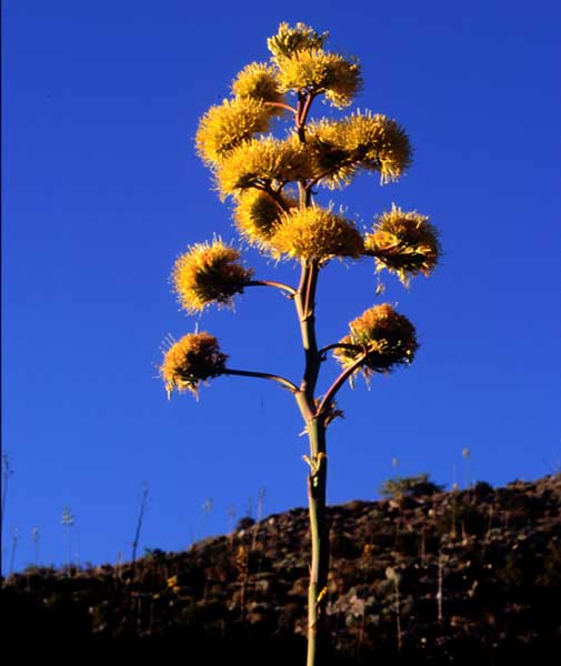 Photo of the yellow blossoms of a Desert Agave