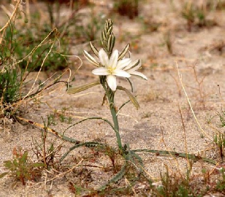 lily desert undulata