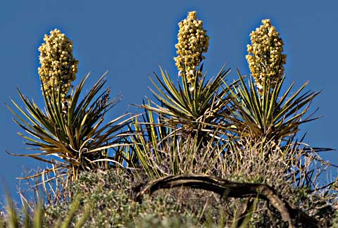 Photo of three Mohave yucca plants each with large clusters of white flowers