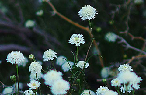 Closeup photo of the white Desert Pincushion flower
