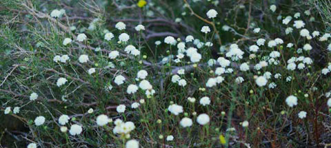 Photo of a group of white Desert Pincushion flowers
