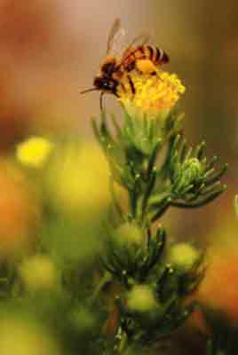 Photo of bee gathering pollen from Desert-Fir in South Fork of Palm Wash near Calcite Mine.