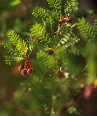 Closeup photo of the green fir-like branches of an Elephant Tree or Toroto, and red, cherry-like fruit