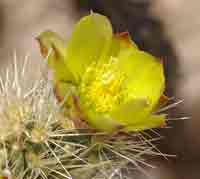 Photo of the red-tipped yellow-green flower of a Cylindropuntia ganderi
