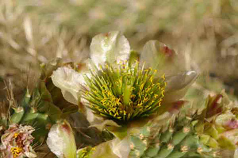 Photo of the cream-colored flower of a Cylindropuntia Xfosbergii which has green center parts