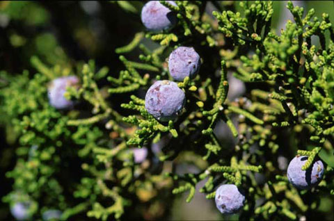 California Juniper fruit