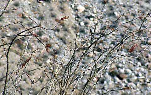 Photograph: The gray rocks of a canyon wall and the gray branches of on ocotillo provide perfect camouflage for a gray mockingbird
