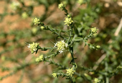 Closeup of the flowers of Sandpaper Plant