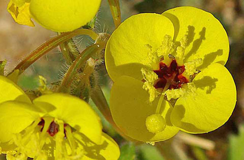 Closeup photo of Peirson's Evening Primrose with yellow flowers