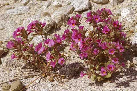 Photo of a clump of low-growing red Bigelow Monkeyflowers