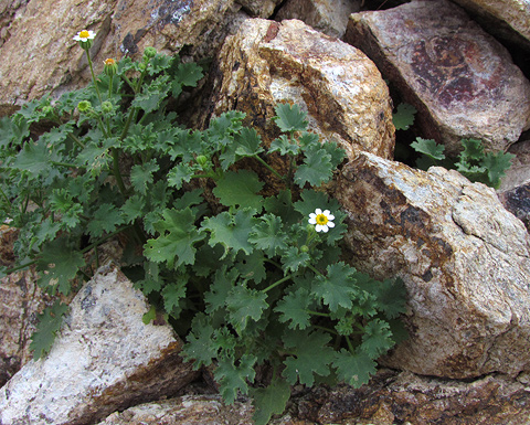 rock daisy anza-borrego marci yates