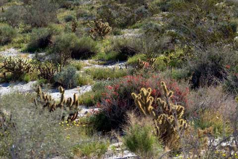 Desert Garden on Desert Gardens