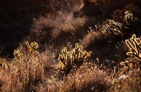 Photo of chocolate-colored cholla in the mornign shadows