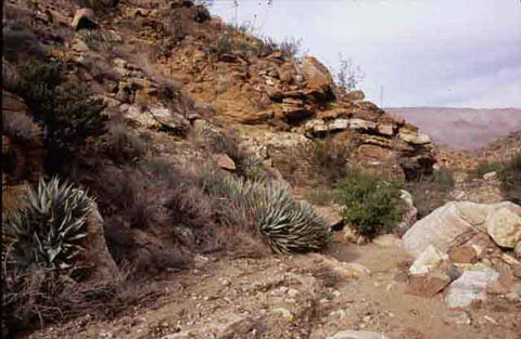 Photo of a hillside with a desert agave beside the Plum Canyon trail