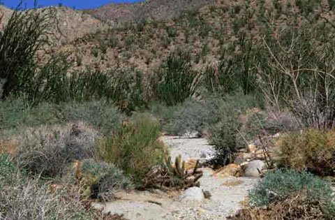 Photo of Ocotillo in Desert Gardens
