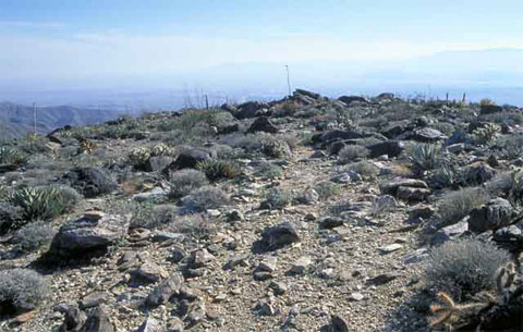 Photo of a rocky trail headed down from the Santa Rosa Mountains