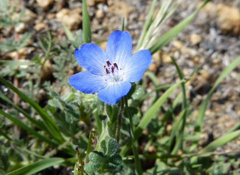 anza borrego desert flower baby blue eyes fred melgert