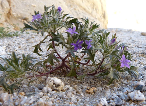 Bristly Langloisia, Langloisia setosissima ssp. setosissima Anza Borrego Fred Melgert