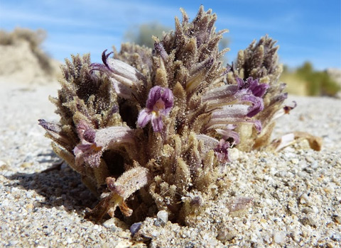 Broom-Rape, Orobanche cooperi