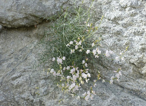 Bush Milkvetch, Astragalus pachypus var. pachypus