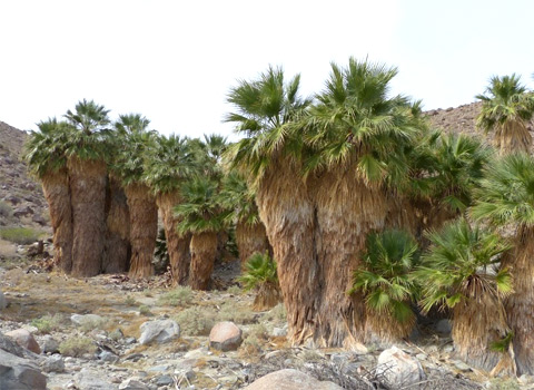 California fan palms, washingtonia filifera