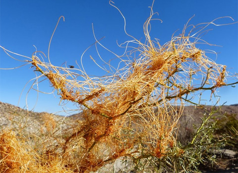 Chaparral Dodder, Cuscuta californica var. papillosa Anza Borrego by Fred Melgert