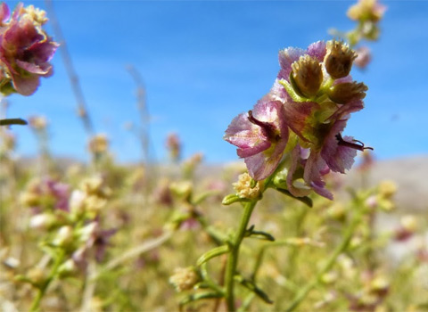 Cheesebush, Ambrosia salsola var. salsola