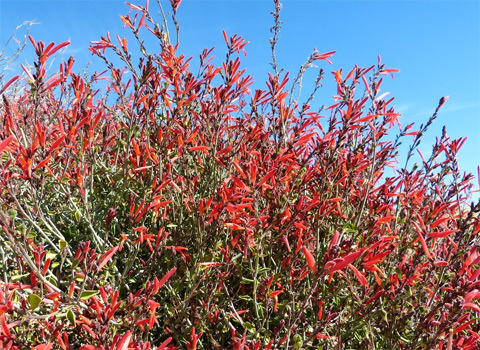 Chuparosa, Justicia californica