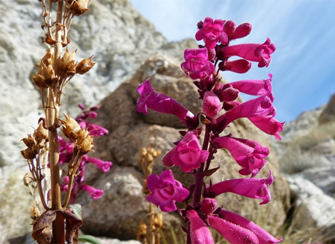 Cleveland's Beardtongue,  Penstemon clevelandii var. clevelandii