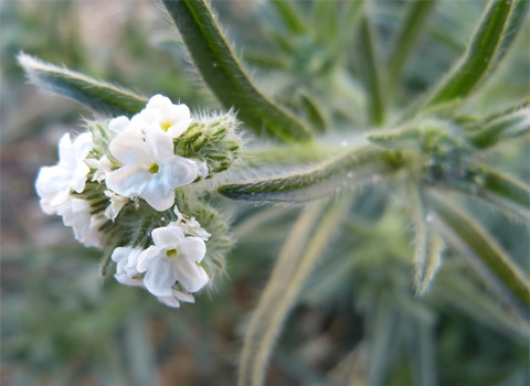 Cryptantha, Cryptantha species