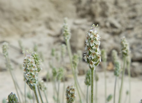 Desert Plantain, Plantago ovata