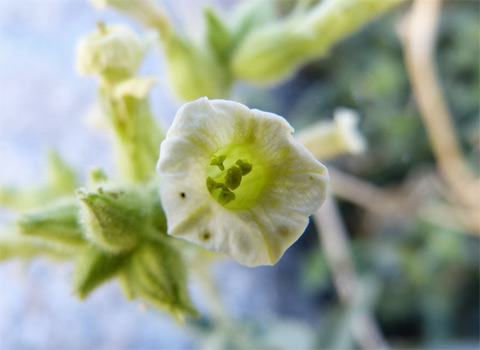 Desert Tobacco, Nicotiana obtusifolia