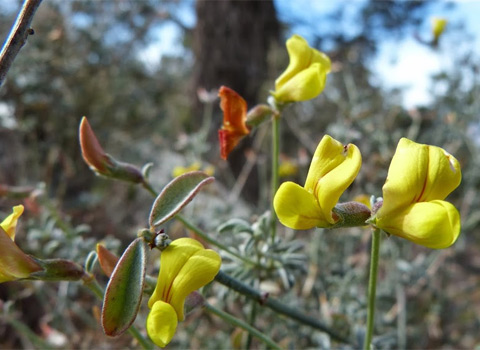 Desert lotus, Acmispon rigidus