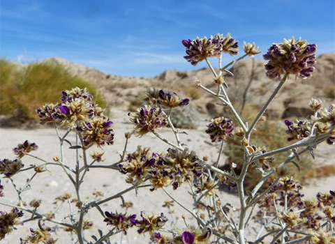 Emory's indigo-bush, Psorothamnus emoryi