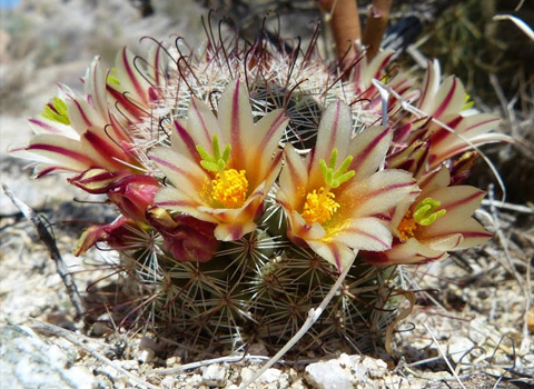 anza borrego flower fish hook cactus