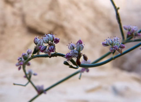 Flat topped buckwheat, Eriogonum deflexum var. deflexum