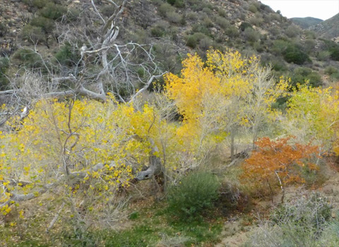 Fremont cottonwood, western sycamore, willow