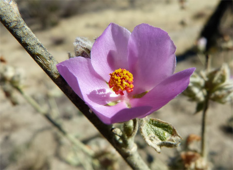 Indian Valley bush mallow, Malacothamnus aboriginum