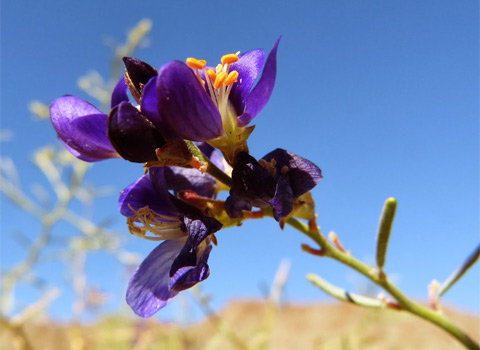 Indigo Bush, Psorothamnus schottii