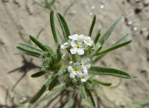 Narrow-Leaf Cryptantha, Cryptantha angustifolia