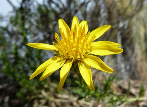 Narrowleaf Goldenbush, Ericameria linearifolia