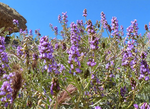 anza borrego desert flower palmer's milk-vetch