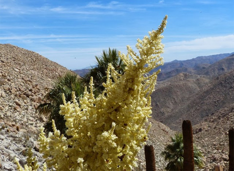 Parry's Bear-Grass, Nolina parryi anza borrego fred melgert