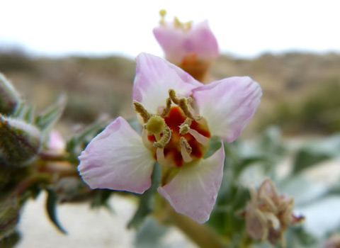 Piersons brown eyed evening primrose melgert