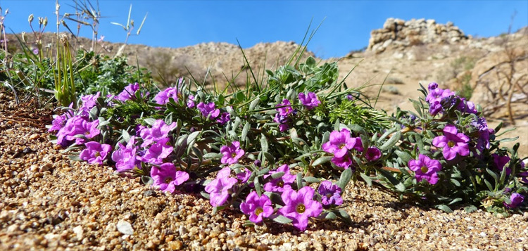 Purple mat, Nama demissum var. demissum