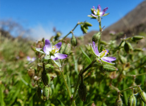 Salt Marsh Sand Spurrey  382014, Spergularia marina