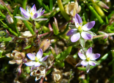 Saltmarsh Sand-spurry, Spergularia marina